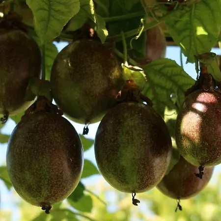 Riaencontros- T4 Junto Ria E Pinhal Villa Aveiro